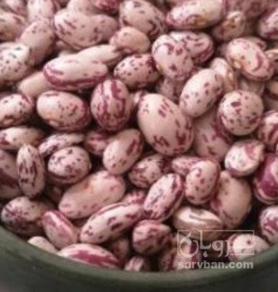فروش لوبیا چیتی