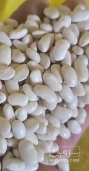 فروش لوبیا سفید