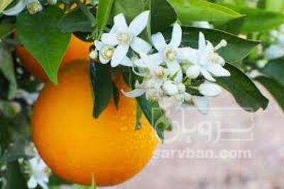 فروش پرتقال