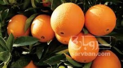 فروش پرتقال تامسون