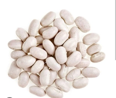 فروش لوبیا سفید