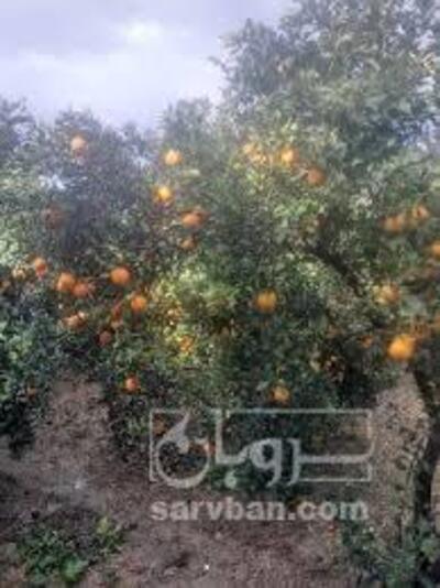 فروش پرتقال خونی