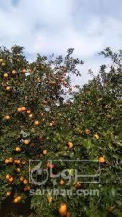 فروش پرتقال تامسون