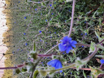 فروش عرق کاسنی