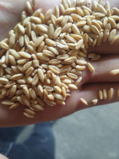 فروش گندم