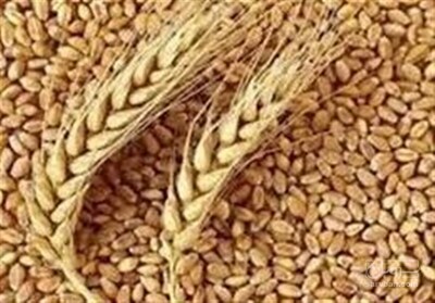 فروش گندم آبی