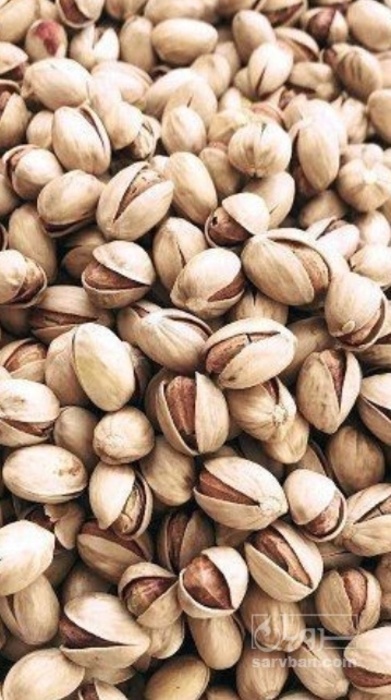 فروش پسته فندقی خندان