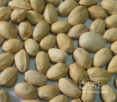 فروش پسته فندقی دهن بسته