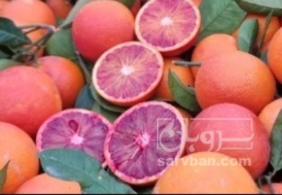 فروش پرتقال فله