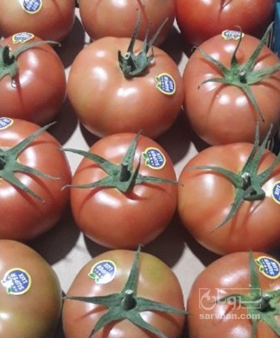 فروش گوجه فرنگی 4129گلخانه ایی