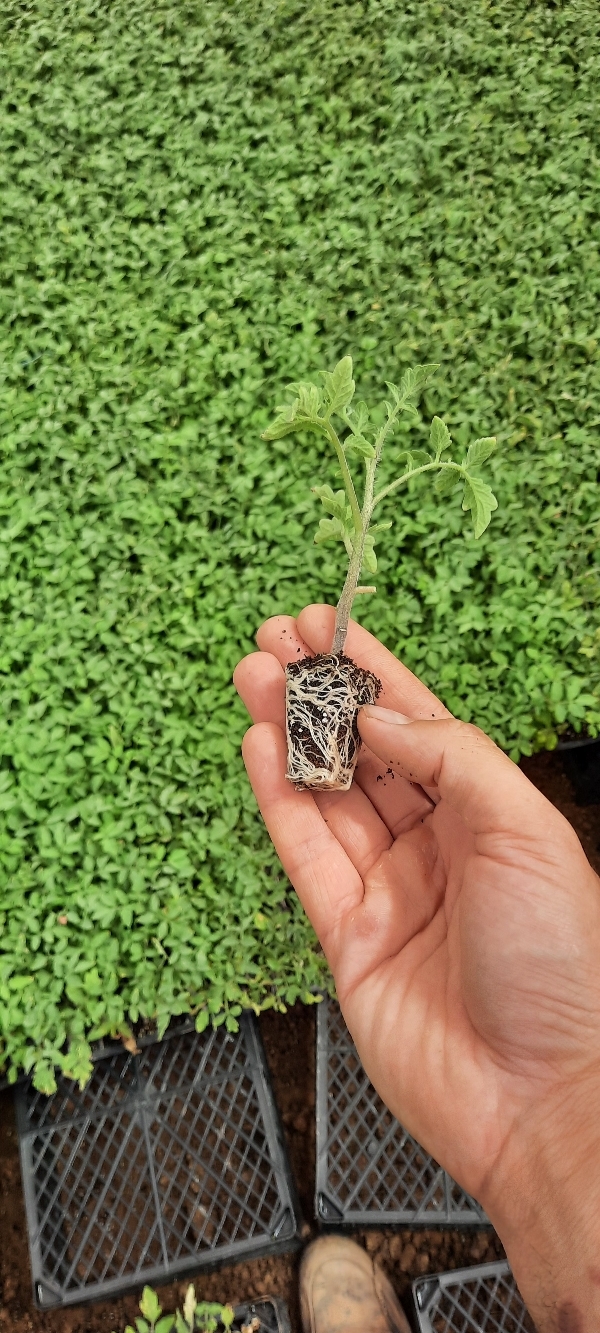 فروش نشا گوجه فرنگی