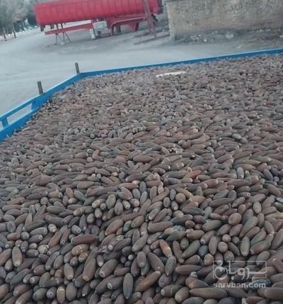 فروش پوست درخت بلوط (گیاه‌ دارویی)