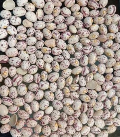 فروش لوبیا چیتی