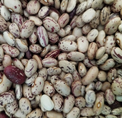 فروش لوبیا چیتی