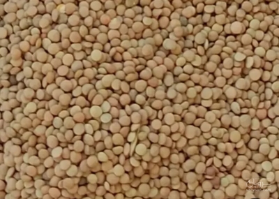 فروش عدس درشت