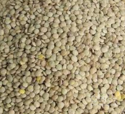 فروش عدس ریز