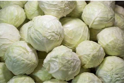 فروش کلم برگ  سفید