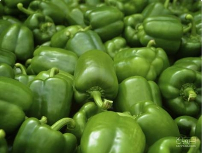 فروش فلفل دلمه ای