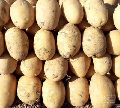 فروش سیب زمینی جیلی