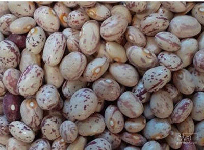 فروش لوبیا چیتی