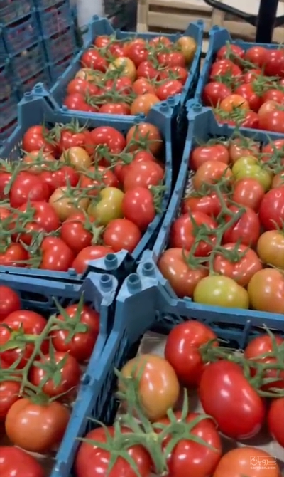 فروش گوجه فرنگی