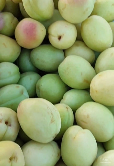 فروش زردآلو