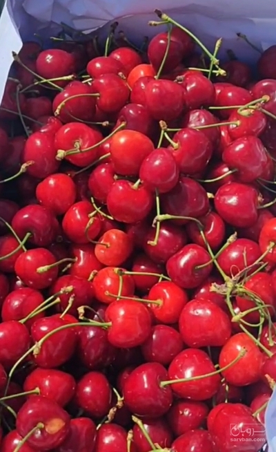 فروش گیلاس
