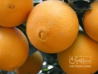 فروش پرتقال سردرختی