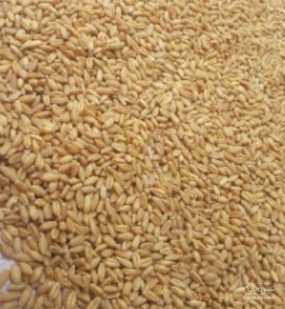 فروش گندم آبی