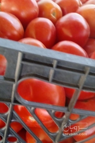 فروش گوجه فرنگی8320