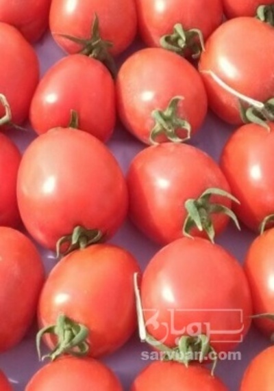 فروش گوجه فرنگی متین