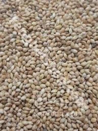 فروش ارزن