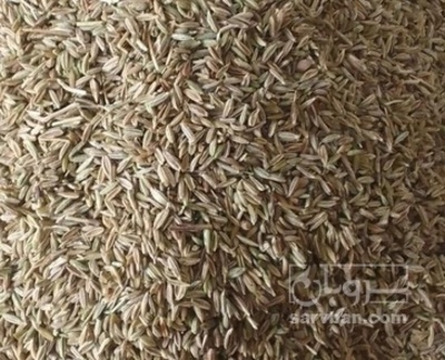 فروش زیره (گیاه‌ دارویی)