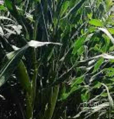 فروش چاپر ذرت - سیلاژ ذرت