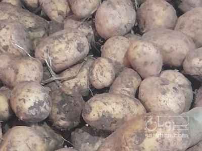 فروش سیب زمینی بذری