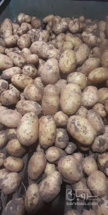 فروش سیب زمینی بذری جلی