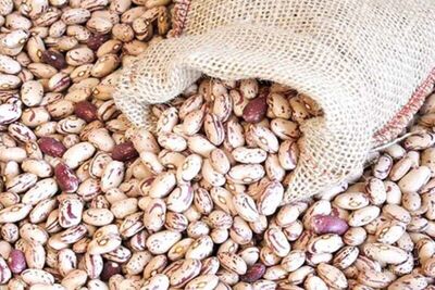 فروش لوبیا چیتی