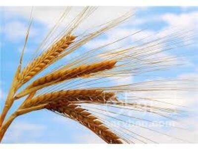 فروش گندم