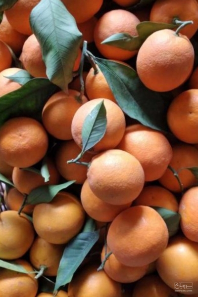 فروش پرتقال