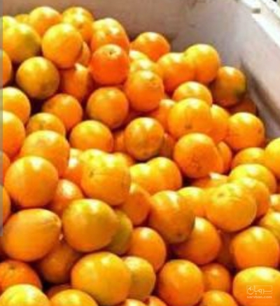 فروش پرتقال