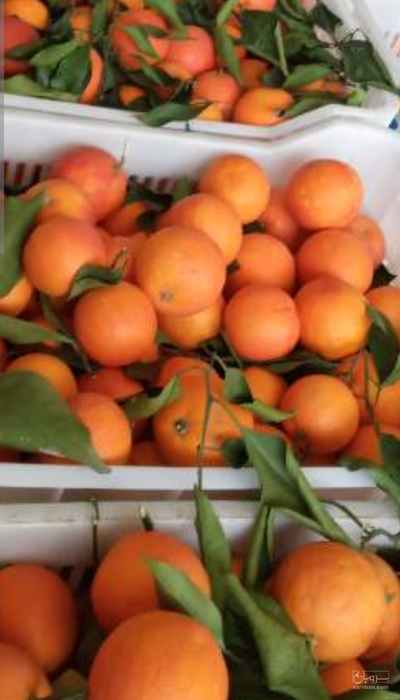 فروش پرتقال