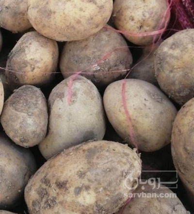 فروش سیب زمینی بذری  سانتا402