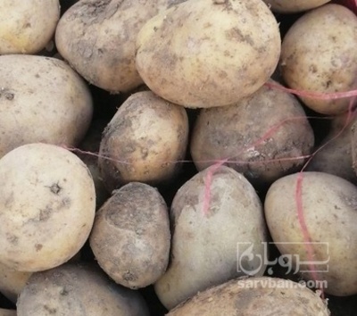 فروش سیب زمینی جلی خوراکی