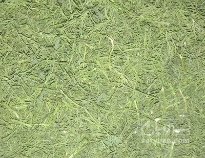 فروش شوید خشک (گیاه‌ دارویی)