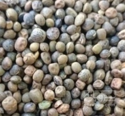 فروش قره ماش (ماش سیاه)