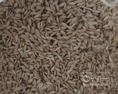 فروش  کتان (گیاه‌ دارویی)