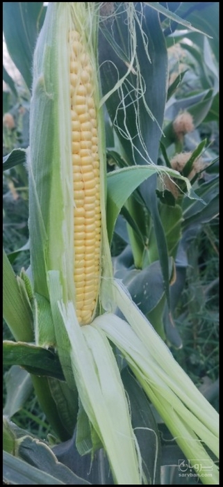 فروش ذرت مکزیکی