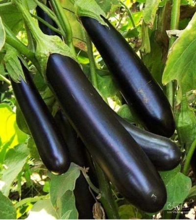 فروش بادمجان قلمی