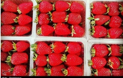 فروش توت فرنگی
