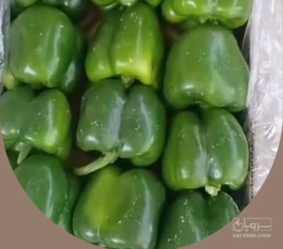 فروش فلفل دلمه ای